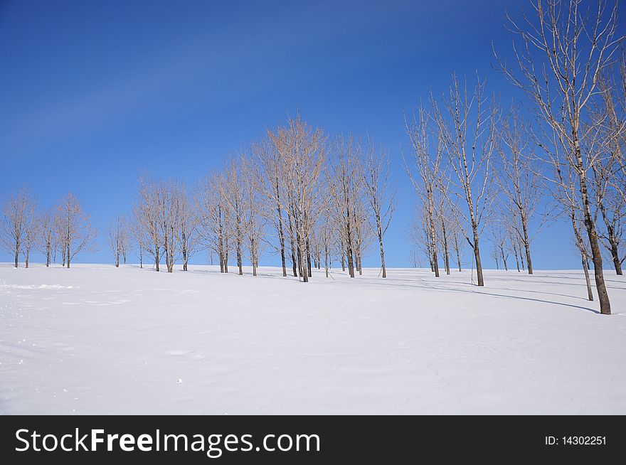 Trees in snow ground with blue sky. Trees in snow ground with blue sky