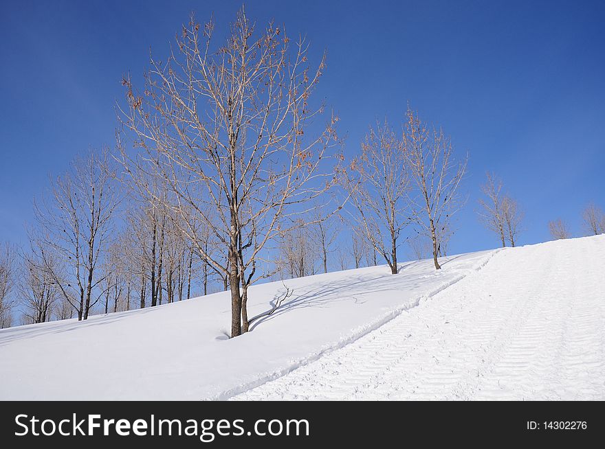 Winter trees on white snow and bright blue sky