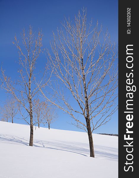 Trees on white snow slope and blue sky