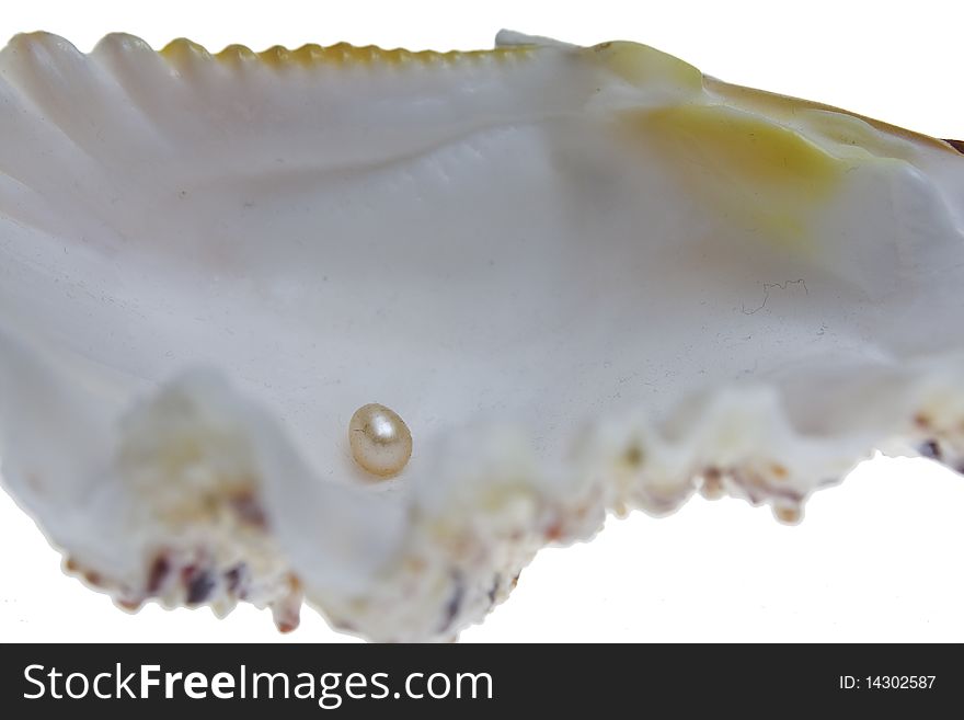 Natural pearl put inside the shell. Natural pearl put inside the shell