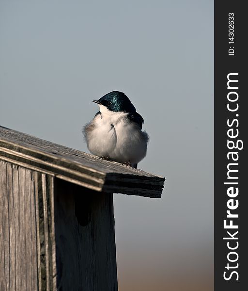 Tree Swallow (iridoprone bicolor) in early spring protecting it's nest