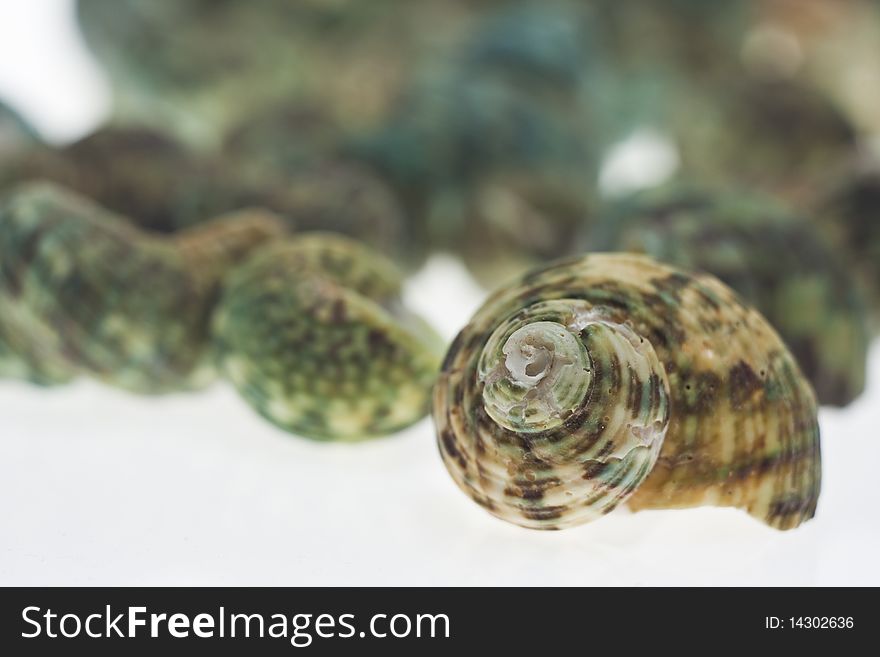 A lot of Beautiful seashells on white background