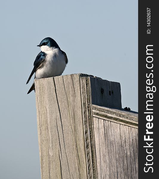 Tree Swallow (iridoprone bicolor) in early spring protecting it's nest