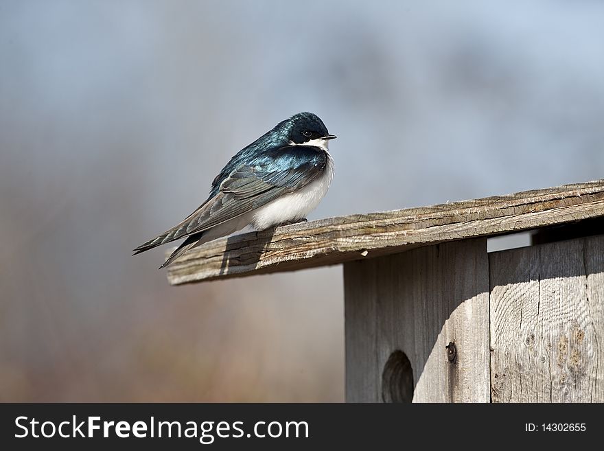 Tree Swallow (iridoprone bicolor) in early spring protecting it's nest