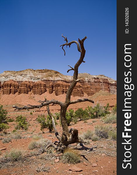 Dead tree in front of rock formations of Capitol Reef, USA