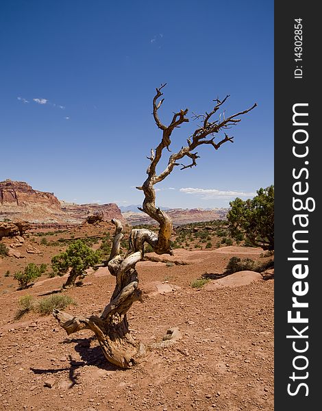 Dead tree in front of rock formations of Capitol Reef, USA