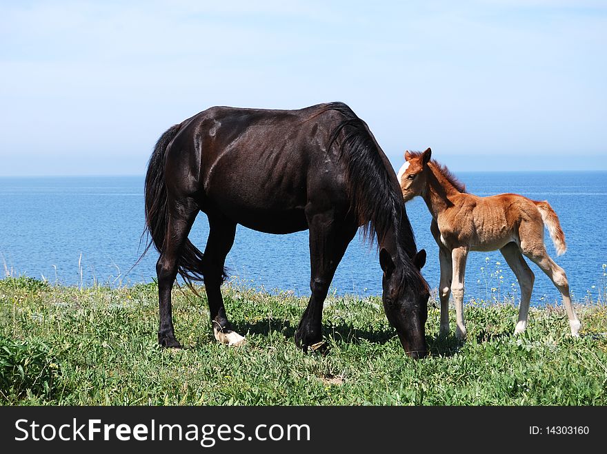 Dark mare and brown foal pasture in the meadow. Dark mare and brown foal pasture in the meadow