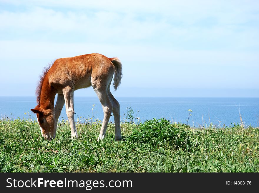 Small brown foal pasture in the green meadow. Small brown foal pasture in the green meadow