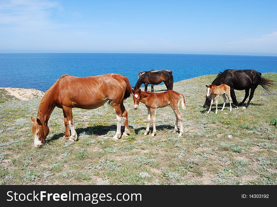 Two mares and two foals pasture in a meadow. Two mares and two foals pasture in a meadow