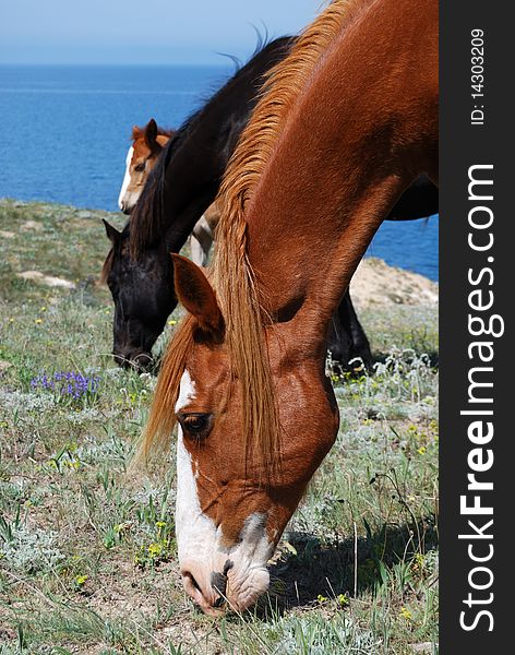 Three horses bowing their heads and eat grass in a meadow near the Black sea. Three horses bowing their heads and eat grass in a meadow near the Black sea