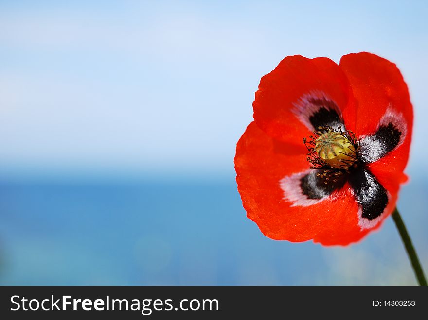 Closeup red poppy flower with the blue sky in the background. Closeup red poppy flower with the blue sky in the background