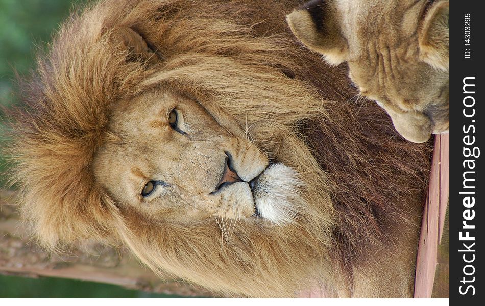 A Captive Male Lion Portrait