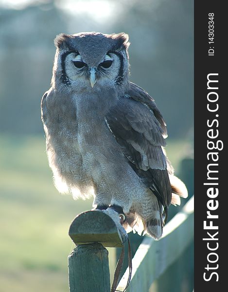 A Milky Owl sitting on fence