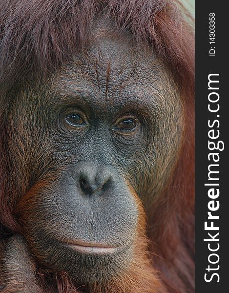 A portrait of a captive female orangutan. A portrait of a captive female orangutan