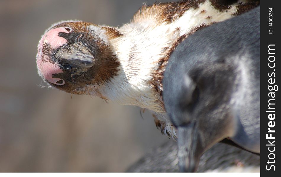 Portrait of an African Penguin