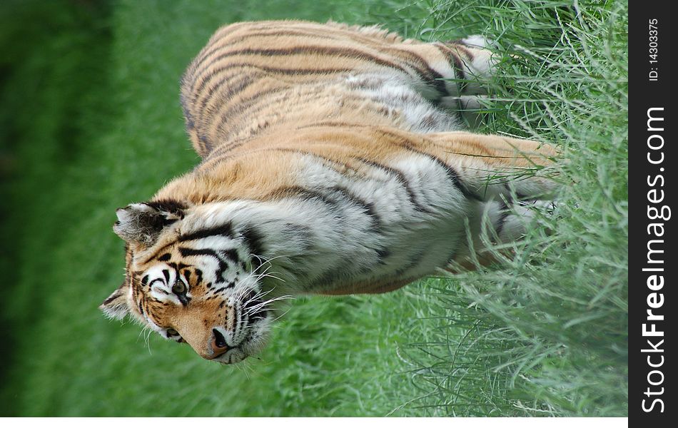 Tiger standing in long grass. Tiger standing in long grass