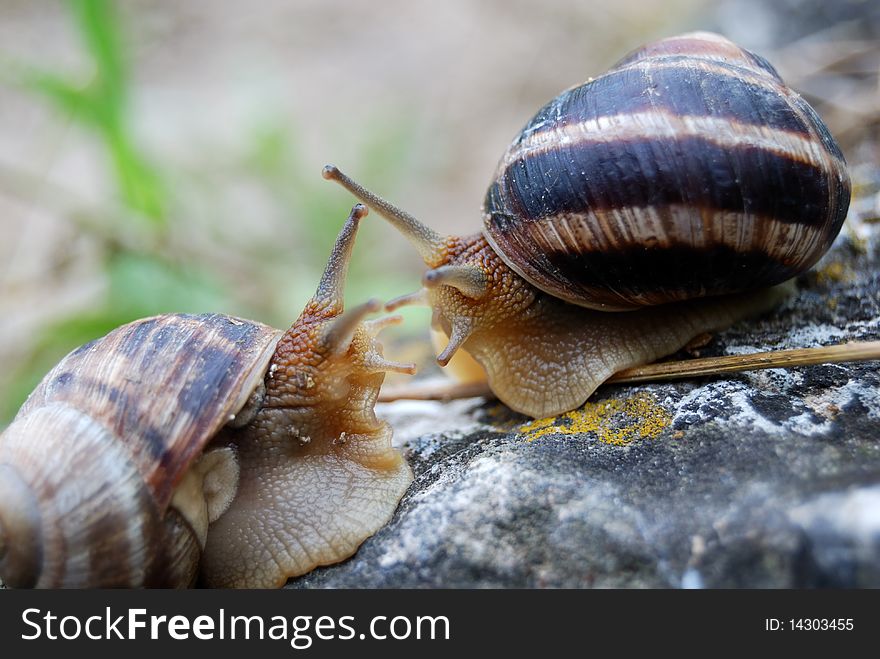 Two snails meet each other and greet with antennas. Two snails meet each other and greet with antennas