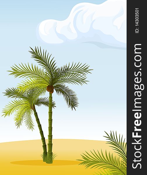 Coconut palm trees, sunset and beach. Coconut palm trees, sunset and beach