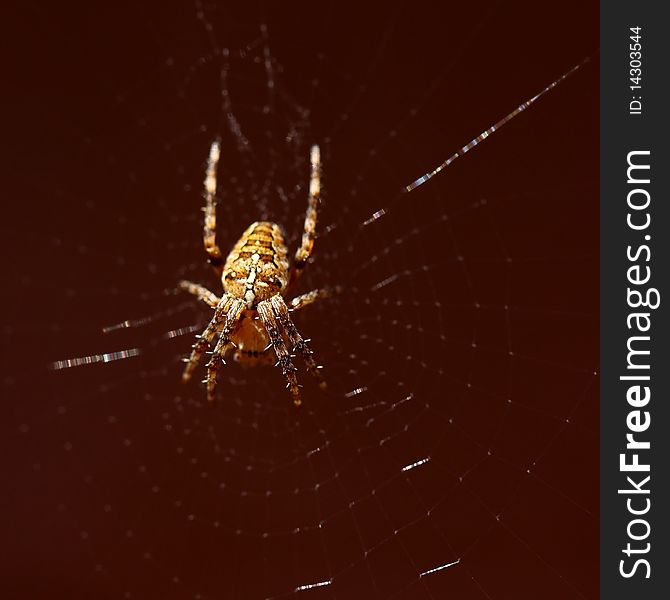 Common garden spider with web