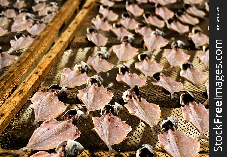 fish drying in the sun on the beach