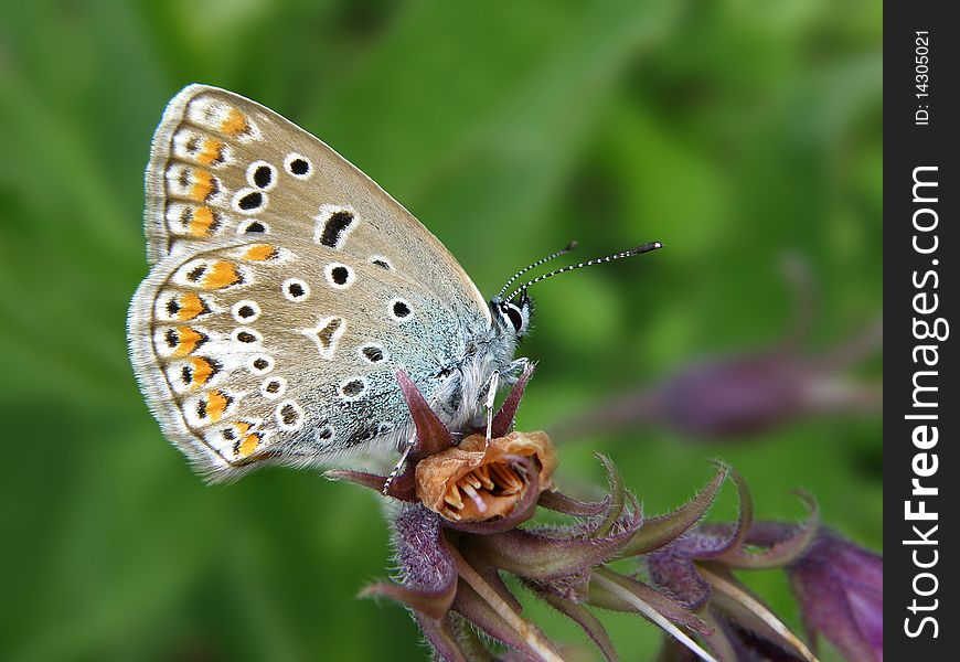 Common blue, Polyommatus icarus, butterfly on beautiful flower