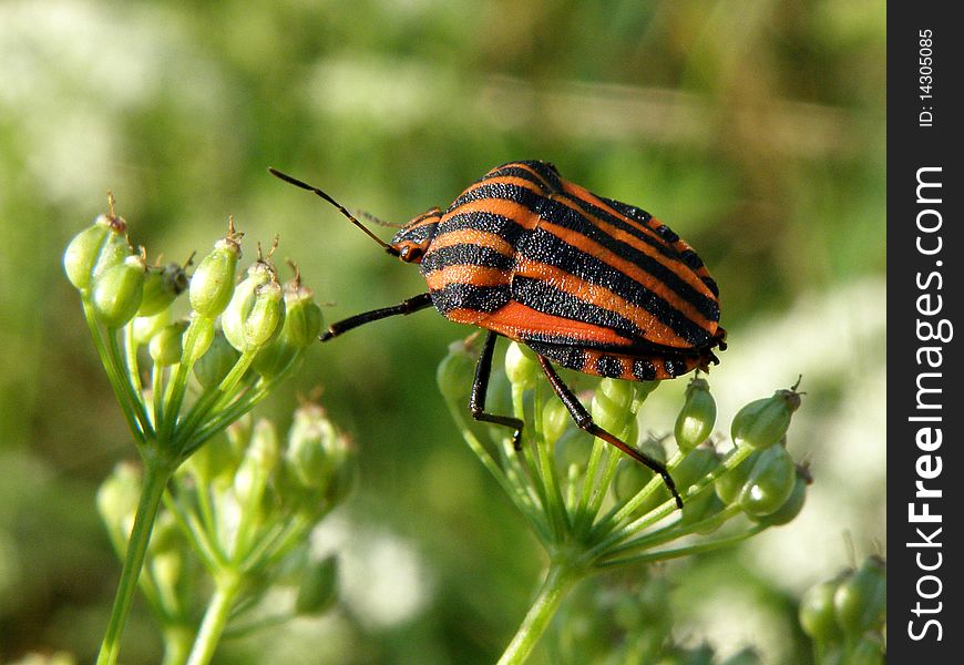 Graphosoma lineatum, beautiful black and red insect