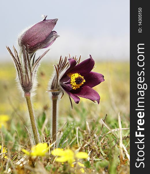 Pasque flower, isolated pulsatilla patens. Pasque flower, isolated pulsatilla patens