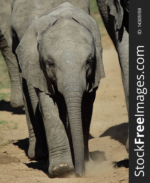 A baby elephant strolling next to its mother