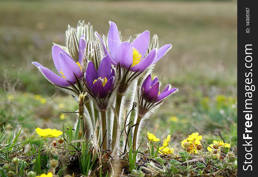 Pulsatilla patens, protected flower, group