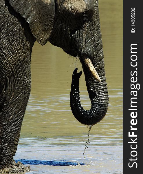 An elephant drinking from a muddy lake.