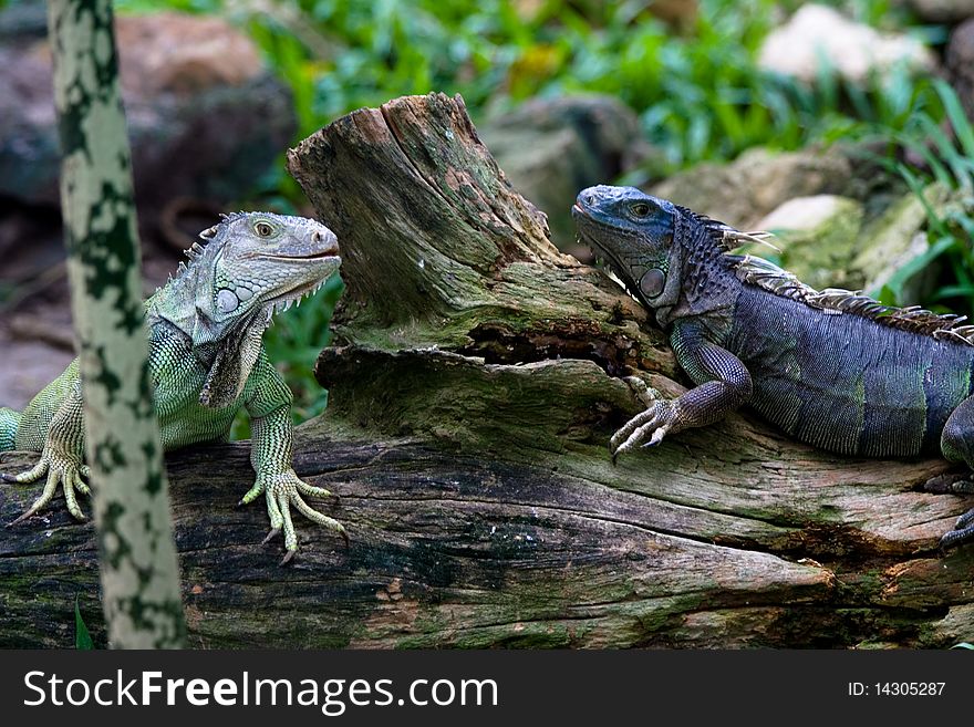 Taken from a zoo in Thailand. Taken from a zoo in Thailand