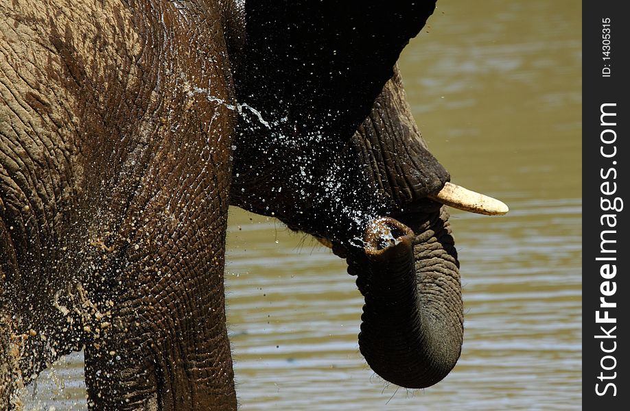 An elephant splashing its body with water.