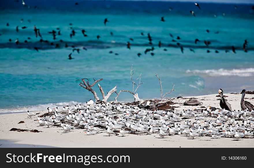 Terns and pelicans on the beach in Florida