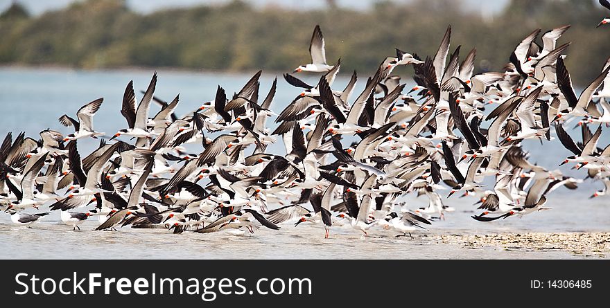 Black skimmers during February in Florida