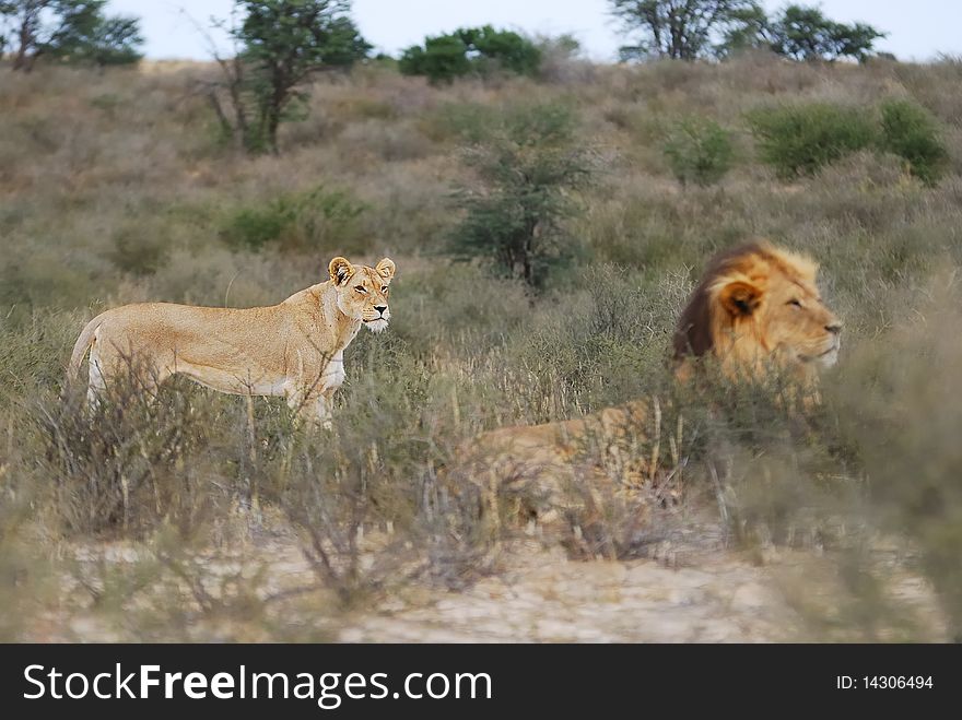 Lioness and male Lion in the Kalahari (South Africa). Lioness and male Lion in the Kalahari (South Africa).