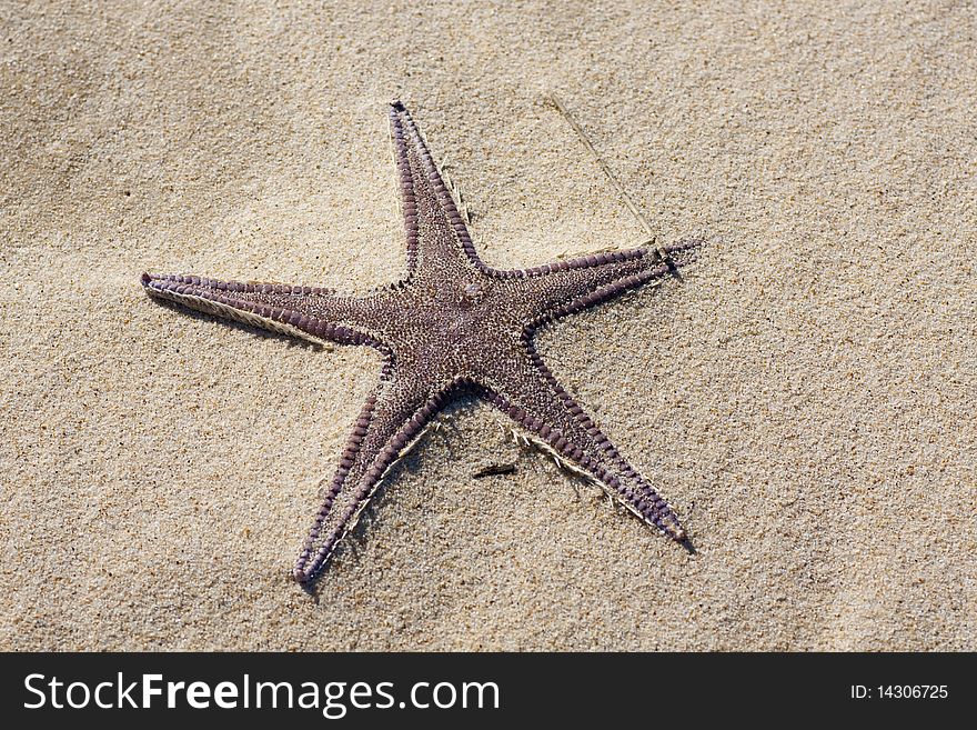 View of a starfish animal on the beach sand. View of a starfish animal on the beach sand.