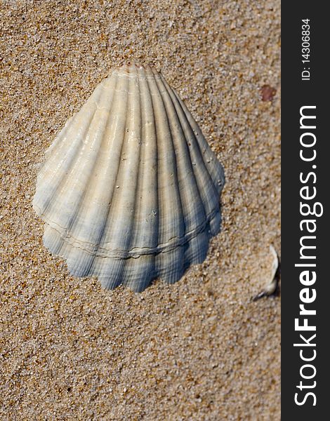 Close up view of an empty shell buried on the beach sand. Close up view of an empty shell buried on the beach sand.