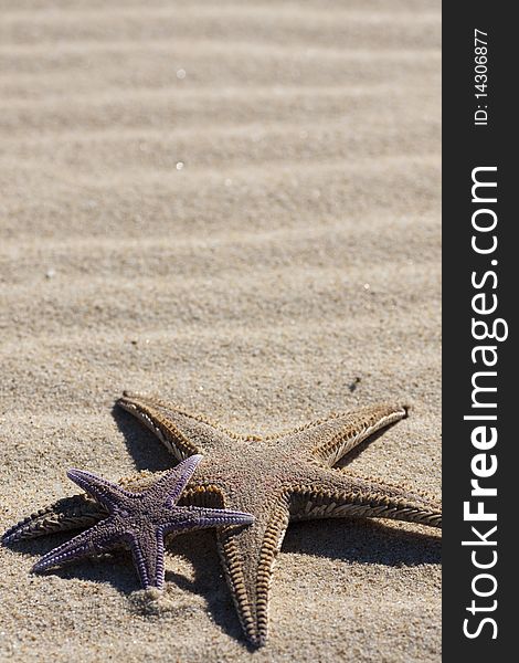 View of two starfish on the beach sand. View of two starfish on the beach sand.