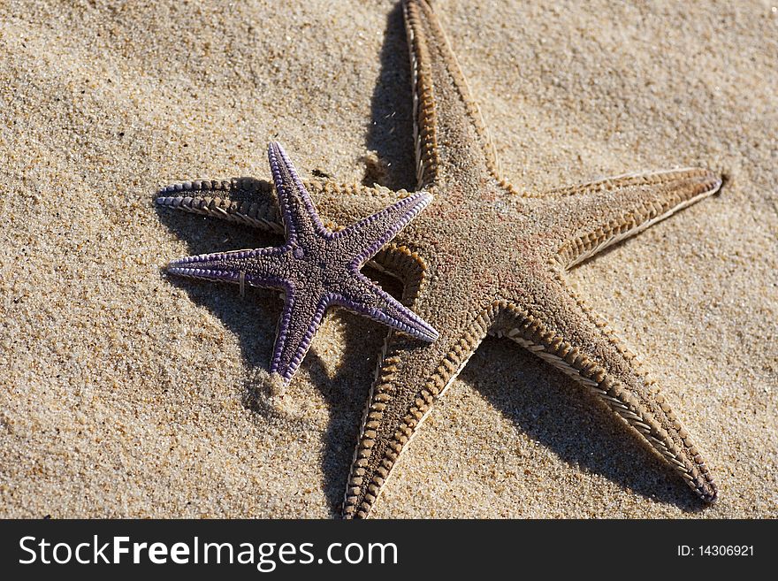 View of two starfish on the beach sand. View of two starfish on the beach sand.