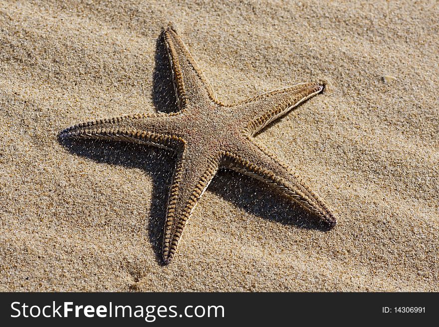 View of a lonely starfish on the sand.