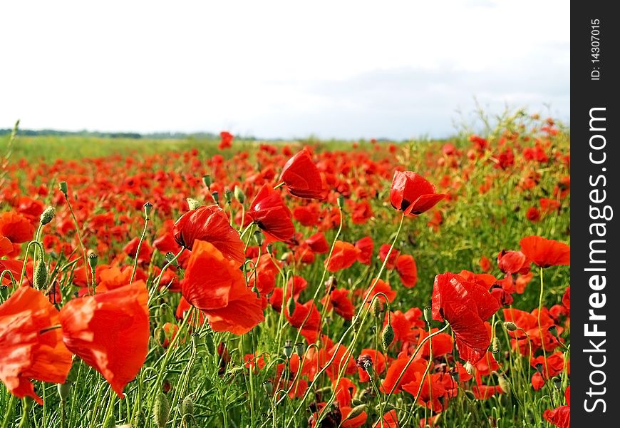 Poppy field in tuscan  summer. Poppy field in tuscan  summer