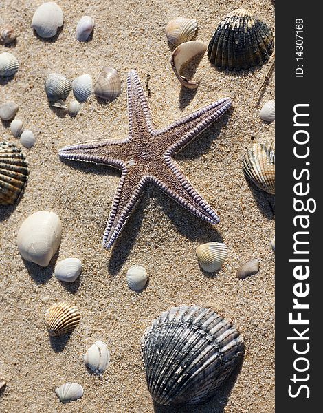 View of a lonely starfish surrounded by shells on the sand.