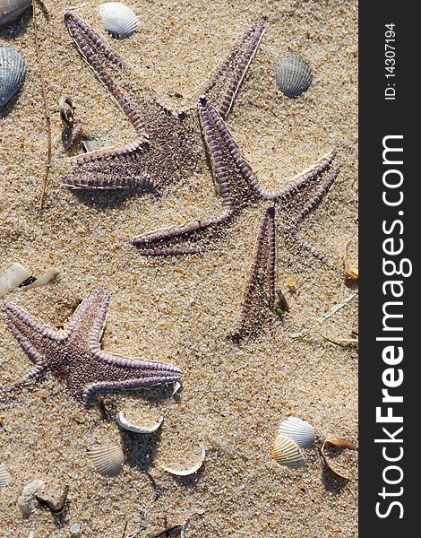 View of seveal starfish buried on the sand surrounded by shells. View of seveal starfish buried on the sand surrounded by shells.