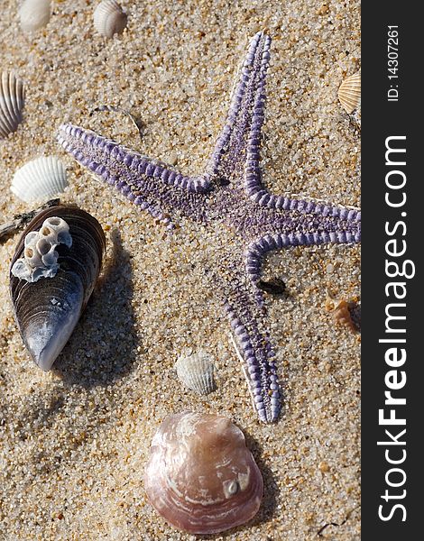 View of a lonely starfish surrounded by shells on the sand.