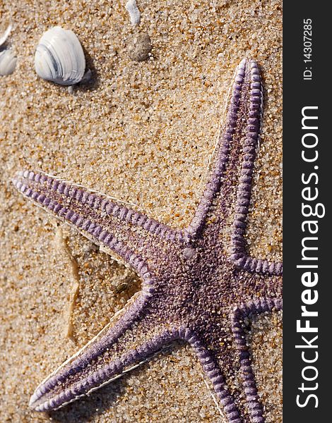 View of a lonely starfish on the sand.