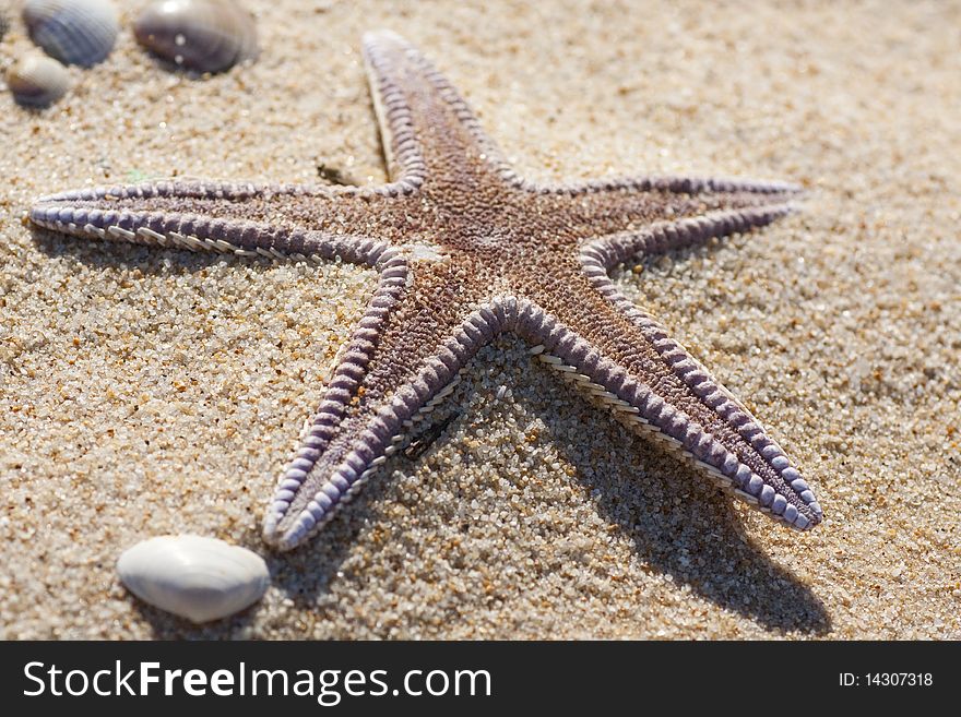 View of a lonely starfish on the sand.