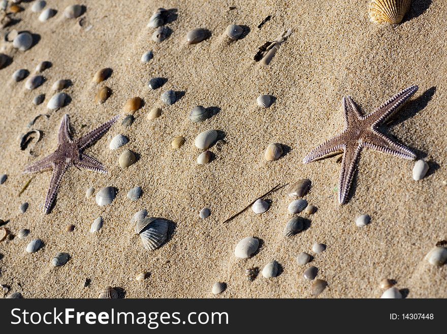 View of a group of starfish on the sand.