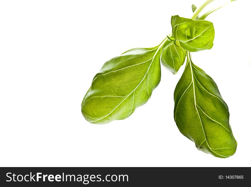 Close-up of fresh basil on a white background