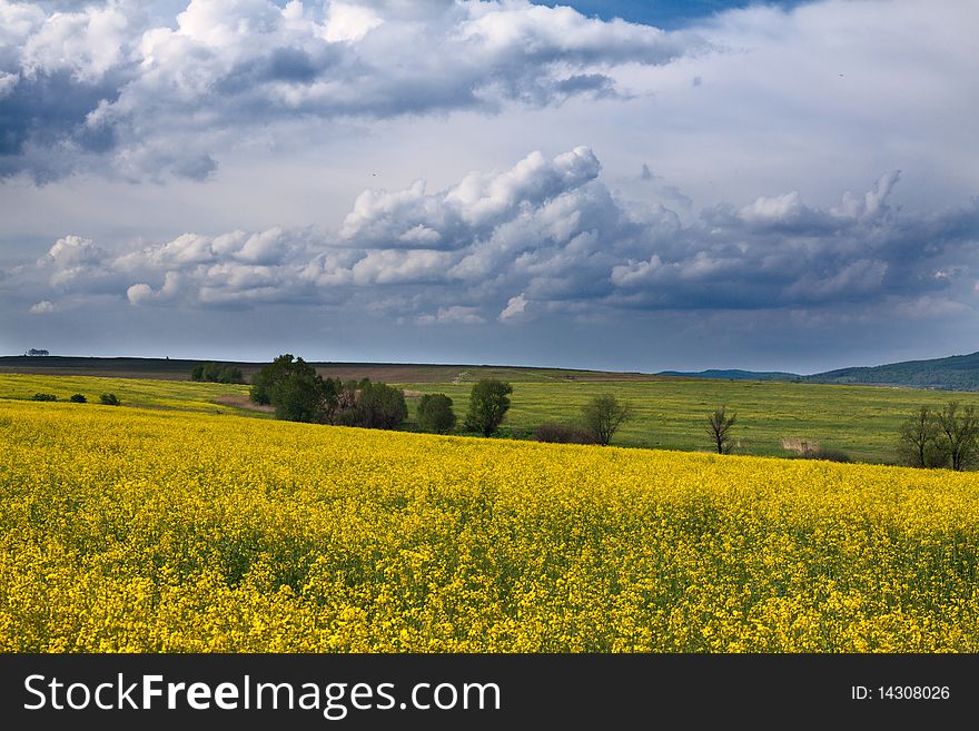 Field with yellow landscape. Field with yellow landscape