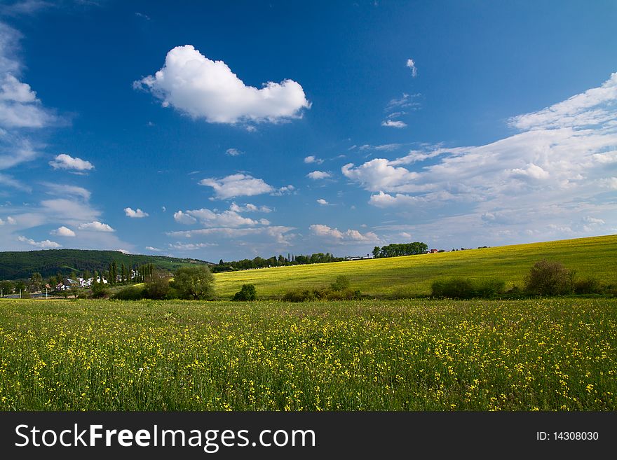 Field with yellow and blue sky. Field with yellow and blue sky